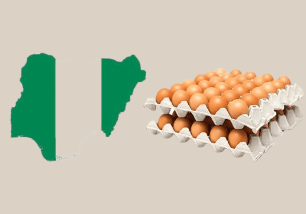 Egg Glut: Excess 20 Million Egg Crates Creates Poultry Problem In Nigeria
