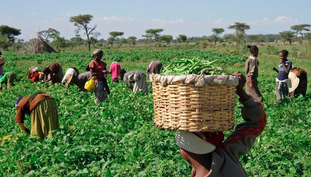 Nigeria, FAO Commit To $99.5M Agriculture Project
