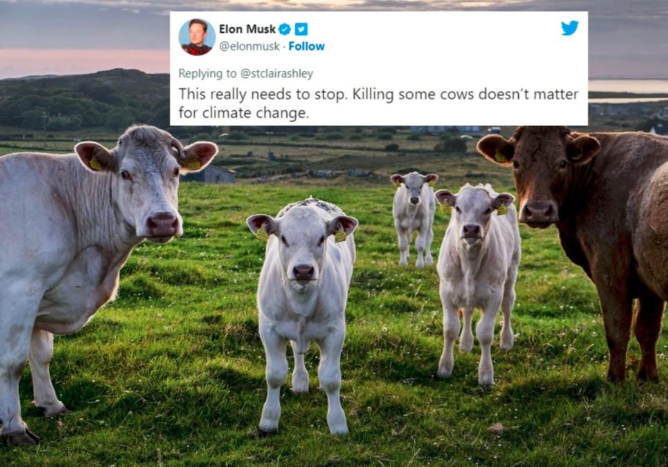 Elon Musk Opposes Ireland Killing 200,000 Cows To Save Climate