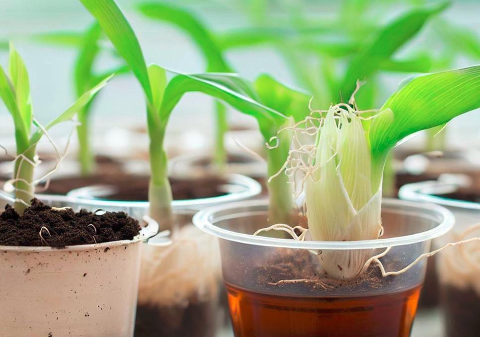 South African Company Working On 10% Cheaper Natural Fertiliser