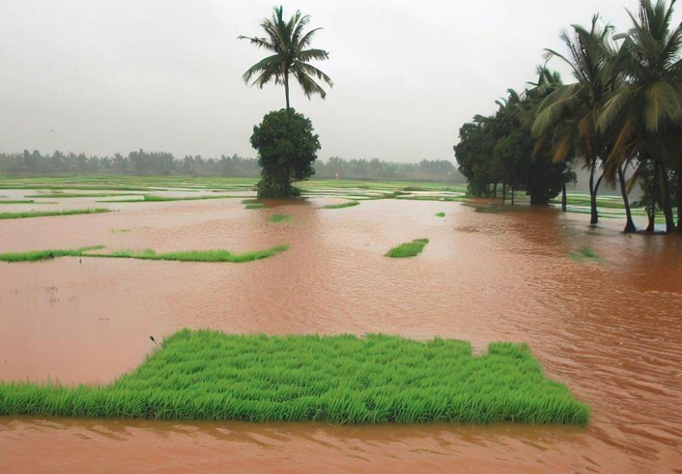 Heavy Rains Destroy 10,000-Acre Farm In India