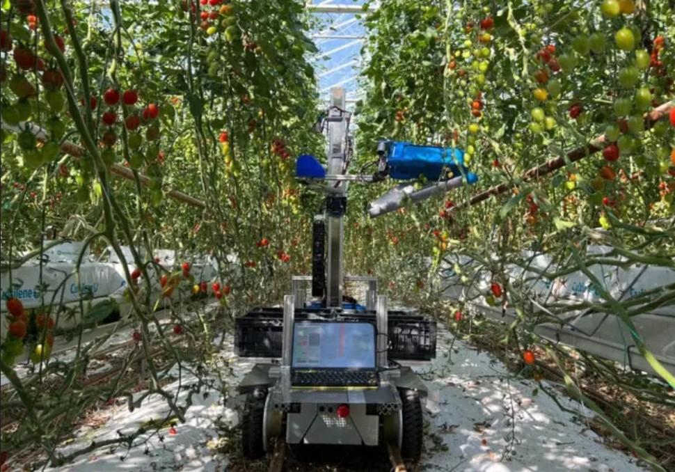 Upgraded Tomato Harvesting Robot Reaches Record Speed Of 12KG Per Hour