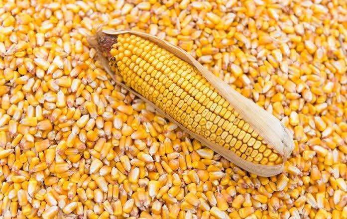 US Farmers Anticipate Second Biggest Ever Corn Harvest After Excellent Post-Summer Conditions