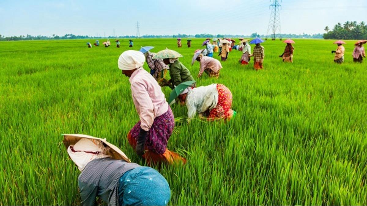 Nigerian Aims To Create 10 Million Jobs With Dry Season Farming Initiative