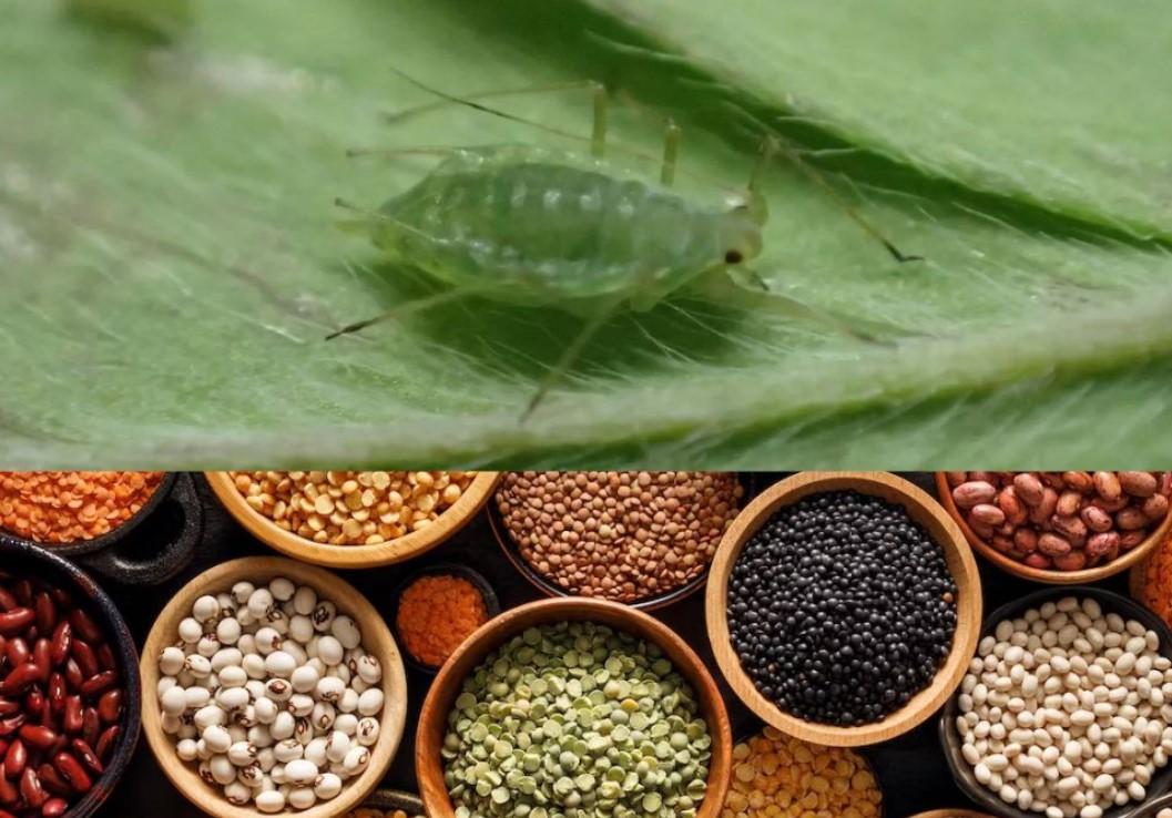 Bluegreen Aphids Develop Insecticide Resistance, Threatening Global Legumes
