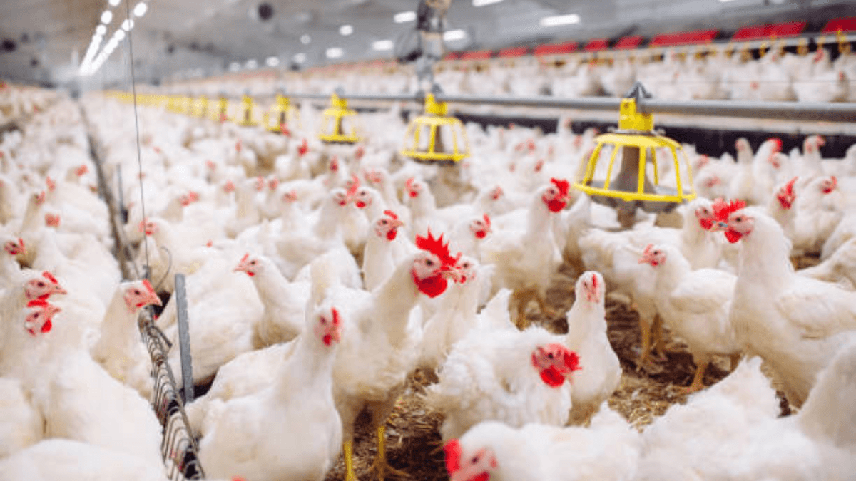 China Removes Anti-Dumping Tariff On Brazilian Chicken