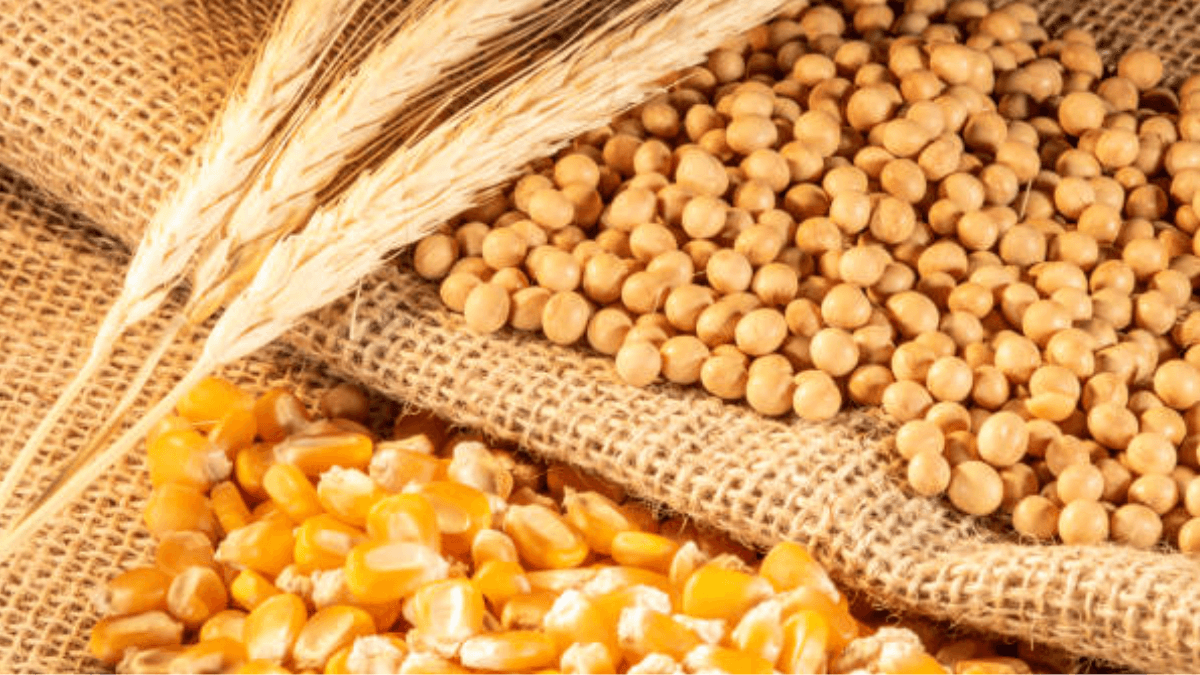 US Corn And Soy Slide Amidst South American Supply