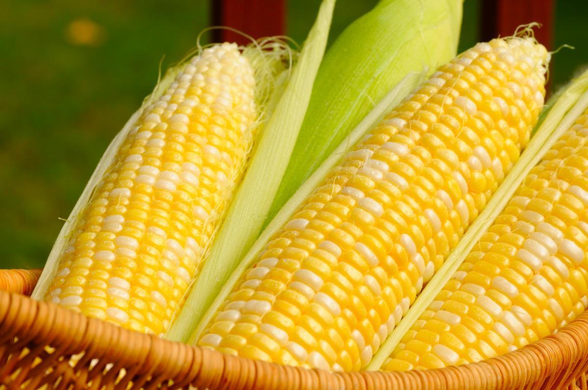Nigerian Agencies Reassure Senate: Tested, Regulated GM Crops Offer Benefits, Not Threats