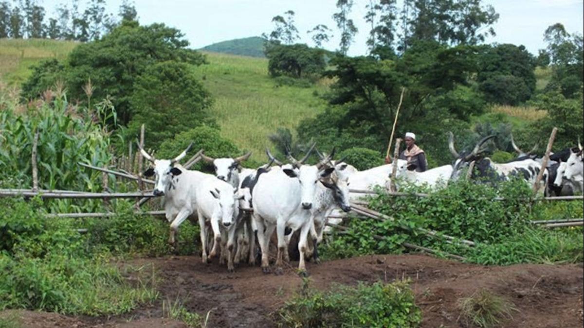 Pulaku Initiative Will Address Farmer-Herder Conflicts In Nigeria, Says FG