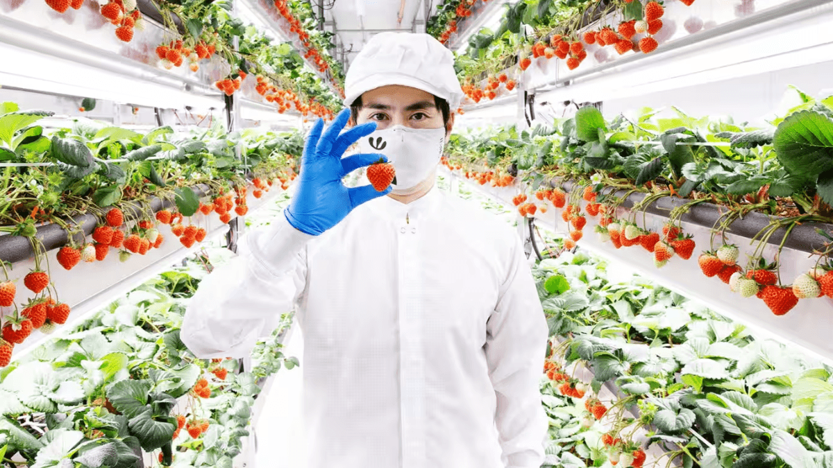 Oishii Secures $134 Million Funding For High-Tech Indoor Farm