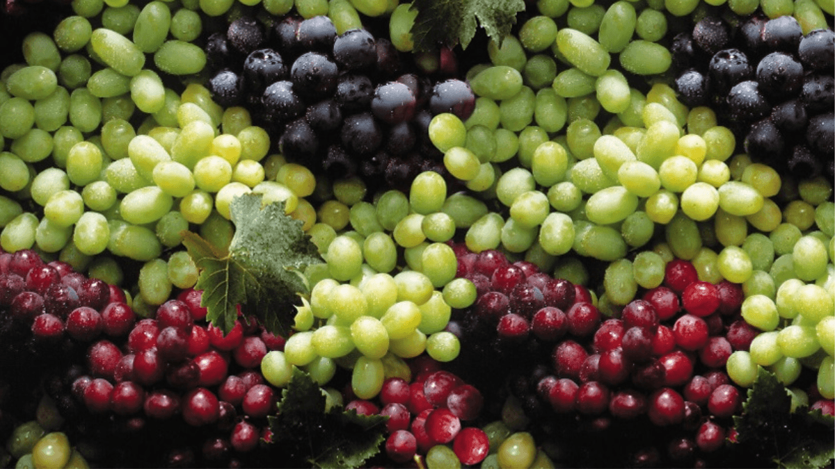 Chilean Table Grape Prices Soar To $30+ In US Due To High Demand