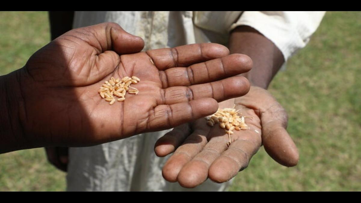 TAAT Convenes Stakeholders in Nigeria for Second Wheat Seed Production Workshop