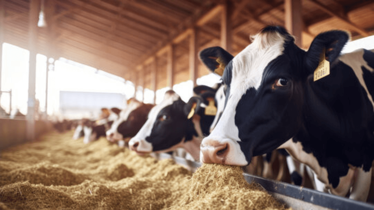 Feed Grain Prices Drop As Livestock Feeders Secure US Corn Supply