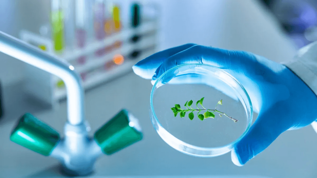 Chinese Scientists Develop Simple Plant Gene Editing Tool For Local Farmers