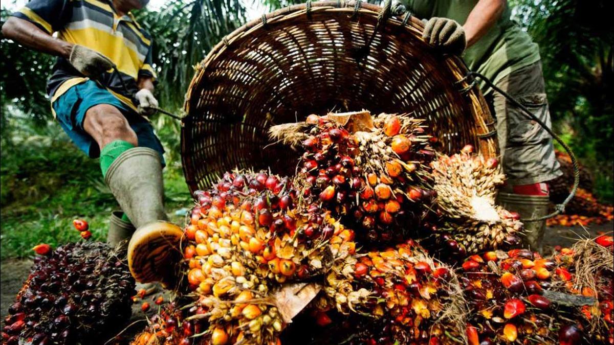 Nigeria's Palm Oil Imports Jump 34% In 2023 Despite Local Production Gains