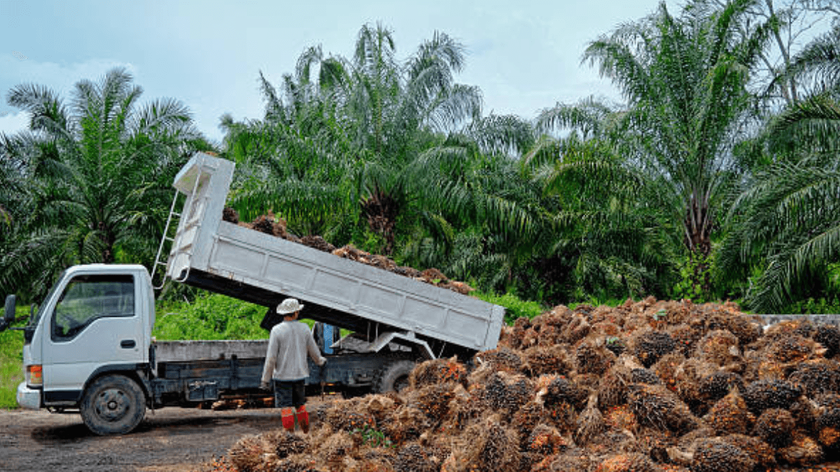 Palmoil.io Launches PlotCheck To Aid Deforestation Regulation Compliance