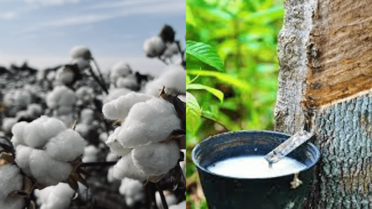 World Bank Forecasts Surge In 2024 Agriculture Raw Material Prices