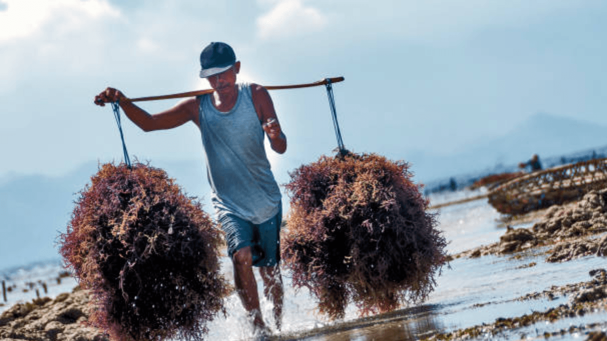 Asia Accounts For 97% Of Seaweed Production, A Plant Capable Of Surviving Nuclear War