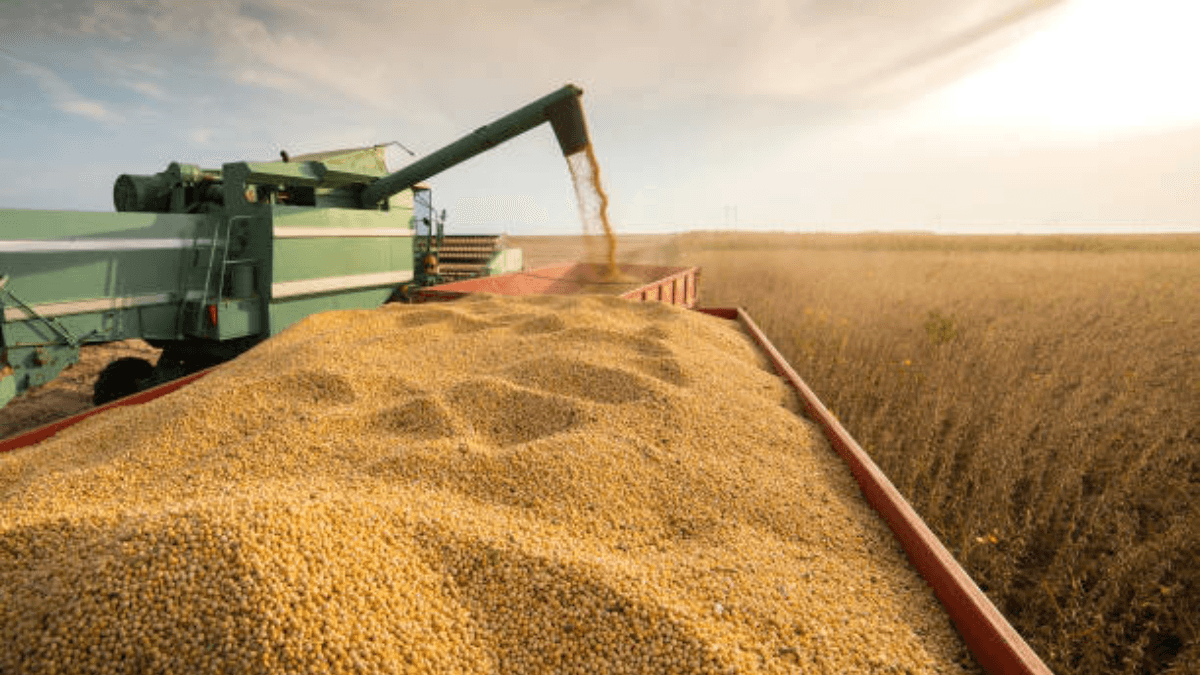USDA Raises US Soybean Production To Record 315 Million Bushels
