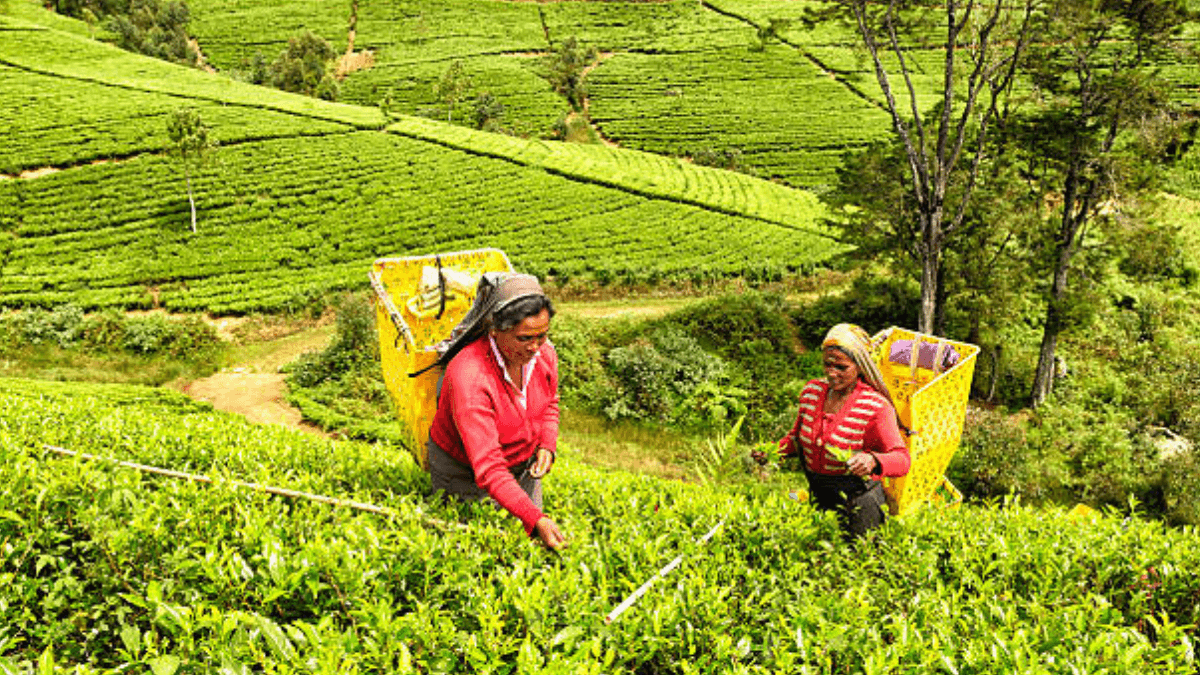 Over 200 Women Farmers Trapped In Vicious Debt Cycle Amid Sri Lanka's Climate Crisis