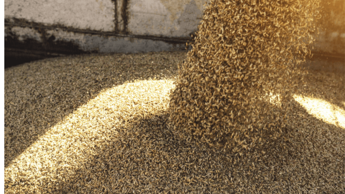 Protesting Polish Farmers Spill Ukrainian Grain At Border Crossing, Ukraine Seeks Justice