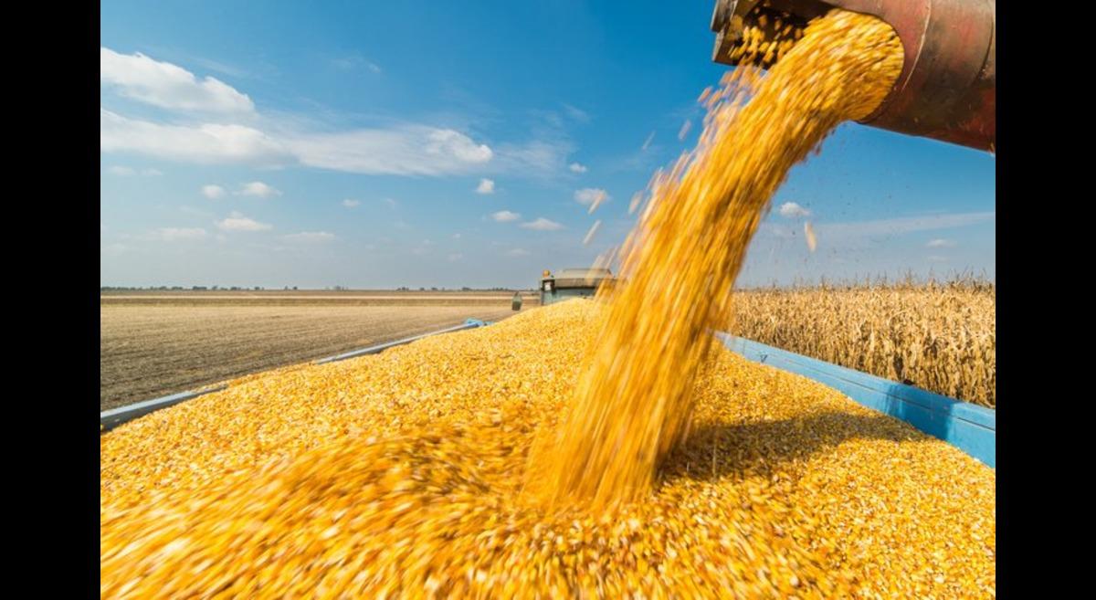 Morocco Bolsters Wheat Imports With Storage Subsidies Amidst Persistent Drought