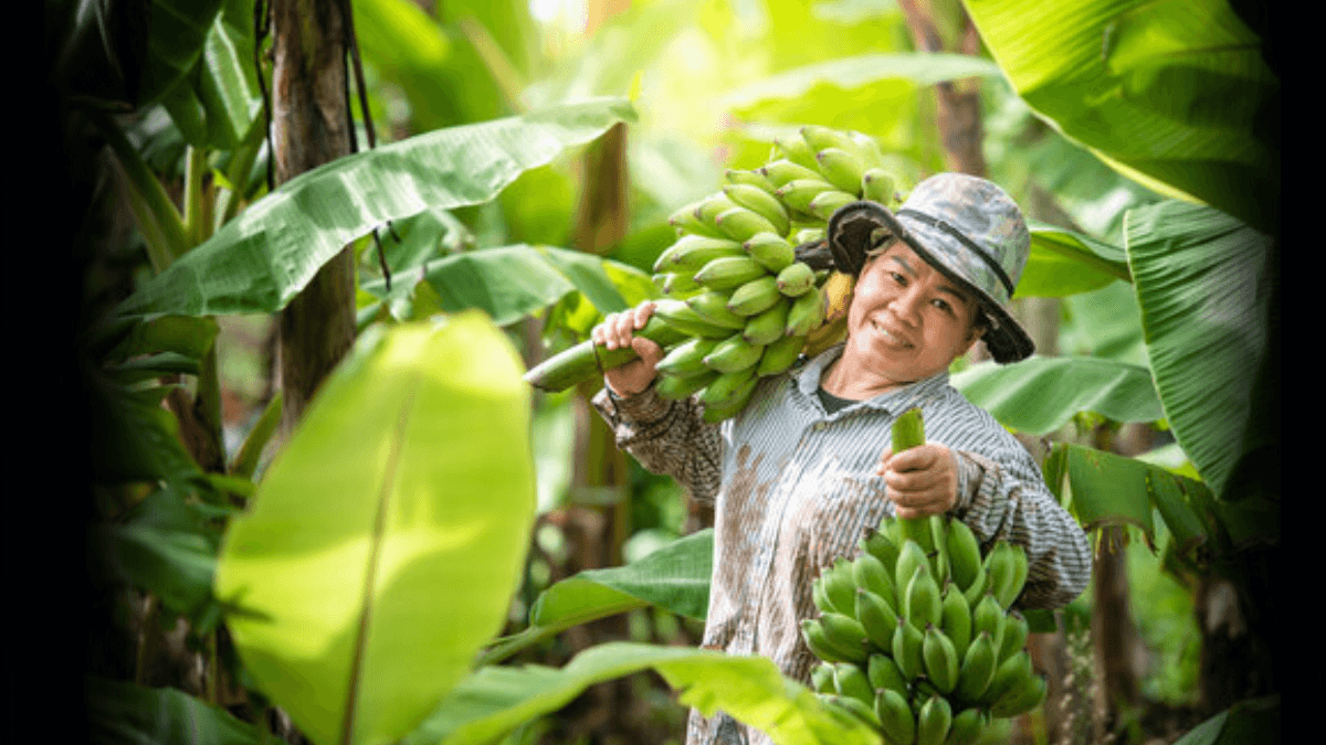 World Banana Forum To Address Industry Hurdles At 4th Global Conference
