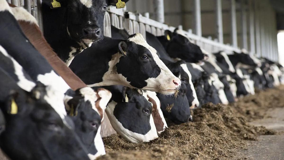 Egypt Allocates $10 Million For Cattle Fattening Project To Boost Meat Production