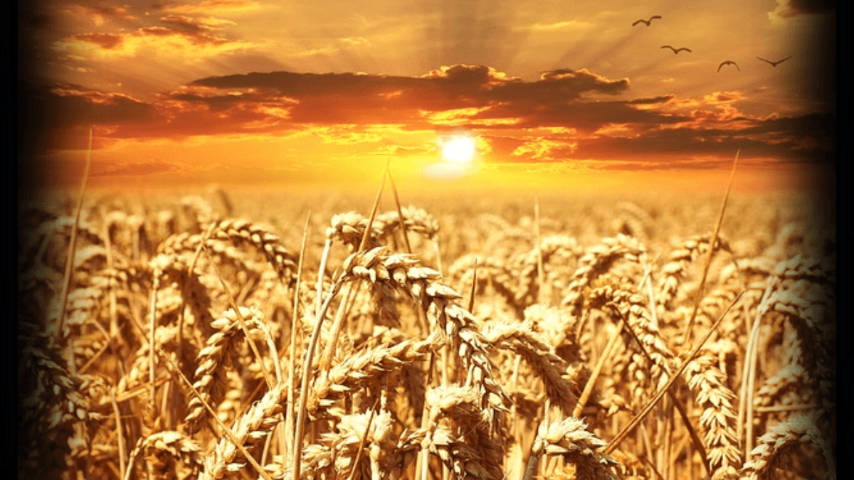 Canada Invests Over $11 Million To Revolutionise Wheat Sector