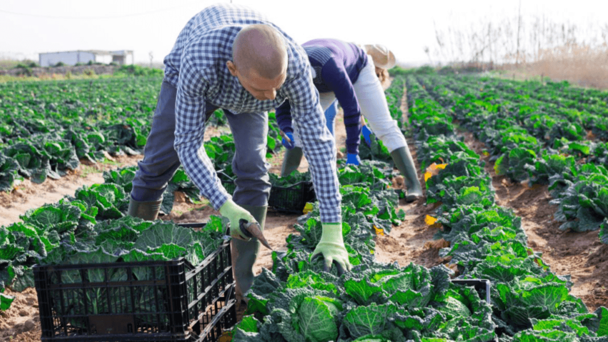 USDA Finalise Rule To Promote Fair Competition Among Growers