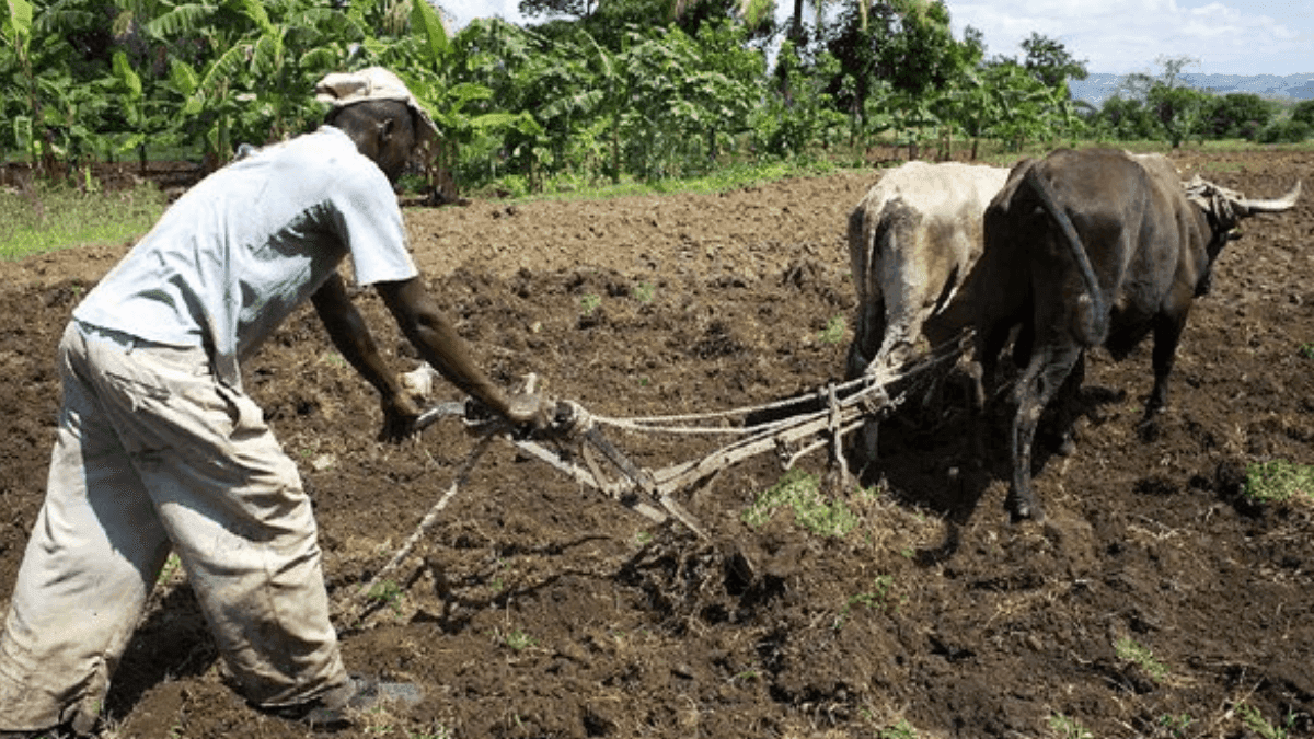4.97 Million People Face Worsening Food Insecurity In Haiti
