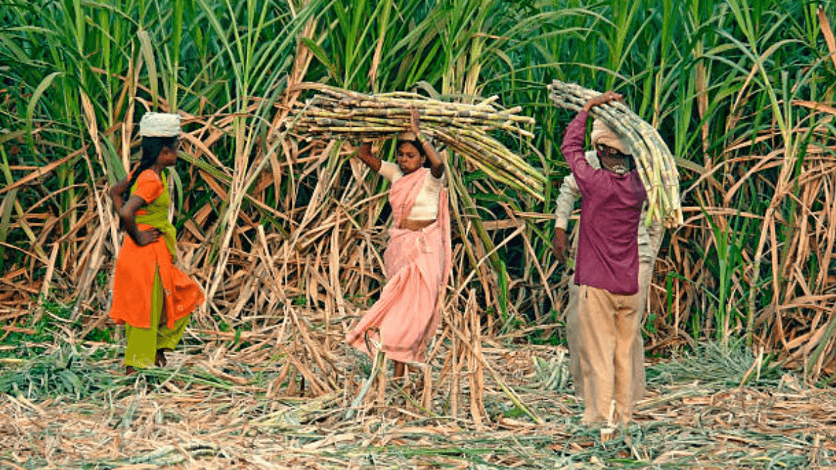 Climate Crisis Pushes Indian Women Farmers To Opt For Uterus Removal