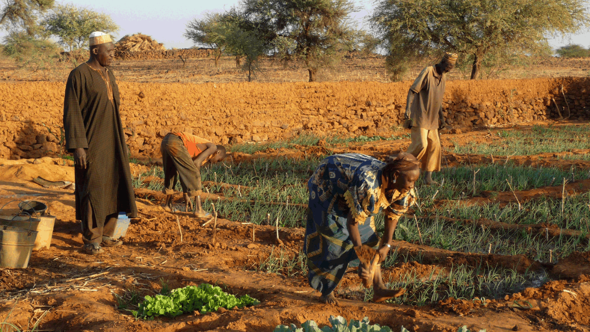 IFAD Invests $143.4 Million To Boost Smallholder Farmer Resilience In Sahel Region