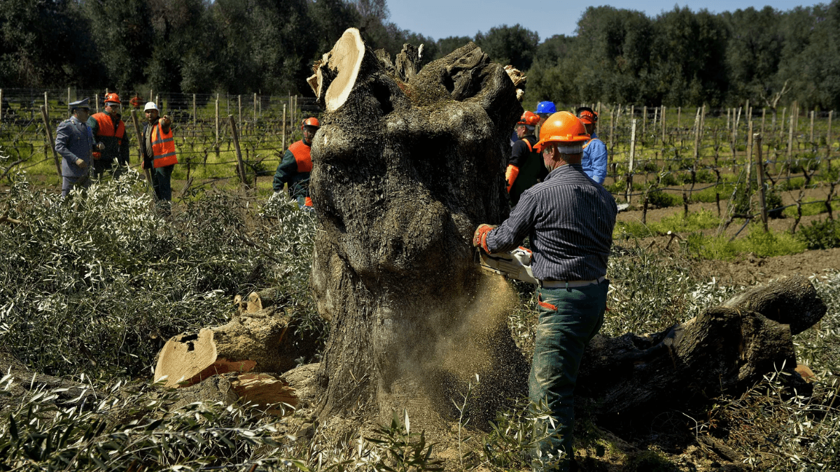 EU Unveils â¬20 Billion Aggressive Plant Pest Prevention Strategy