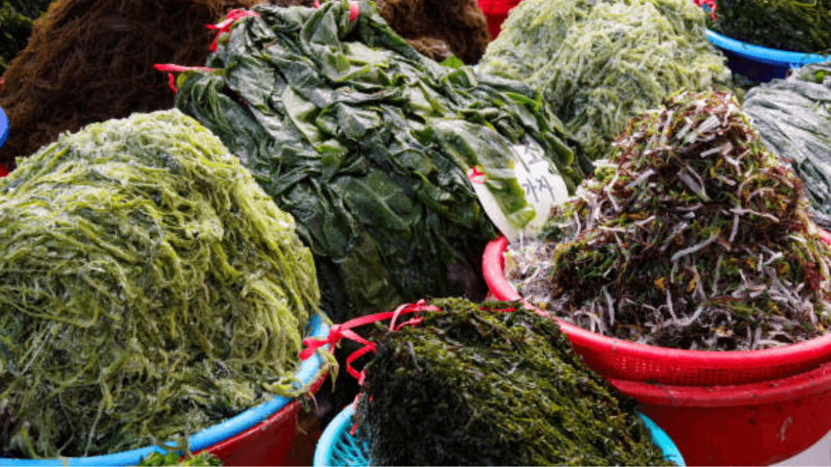 Asia Seaweed Market To Reach $14.6 Billion By 2031, Led By China