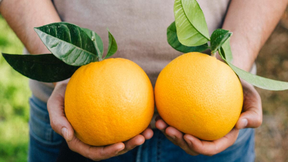 South Africa Cultivates Award-Winning Alizza Fruit, As Citrus Exports Face Challenges