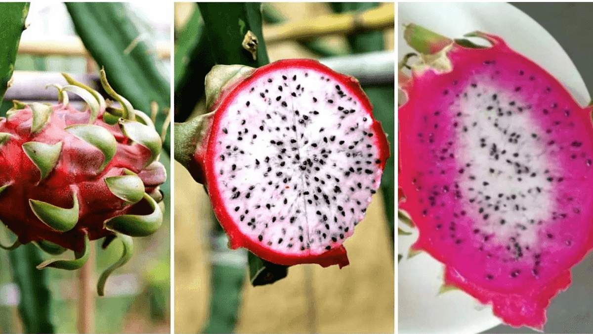 Chinese Researchers Introduce New "Two-Color" Hybrid Dragon Fruit