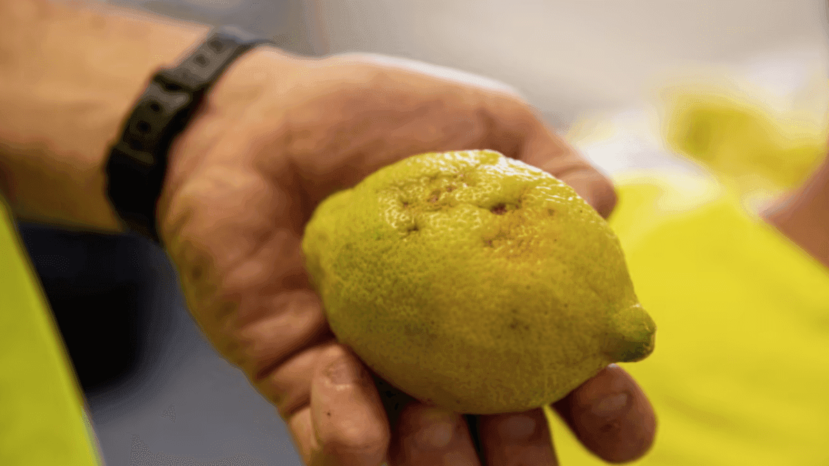 European Farmers Are Battling New Plant Diseases