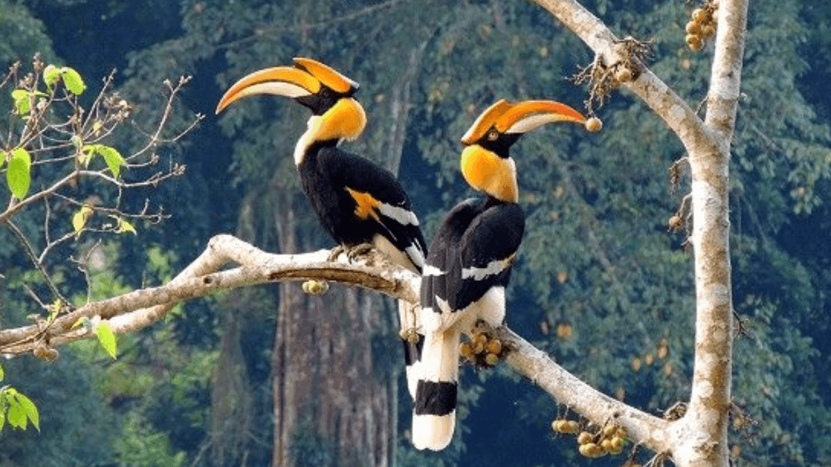 Research Reports Hornbills As Endangered Species, See Danger For Forest Ecosystems