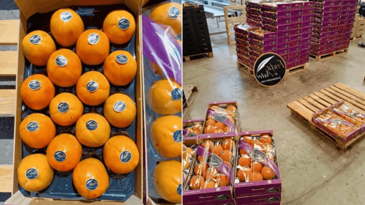 European Markets Embrace Uruguay's First Season's Kaki Shipment