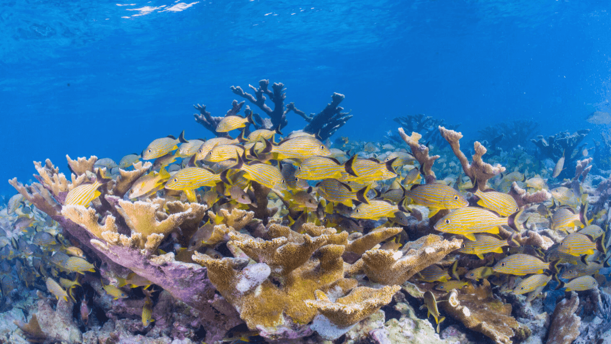 Investigation Shows South China Sea Reefs Destroyed By Island-Building, Overfishing