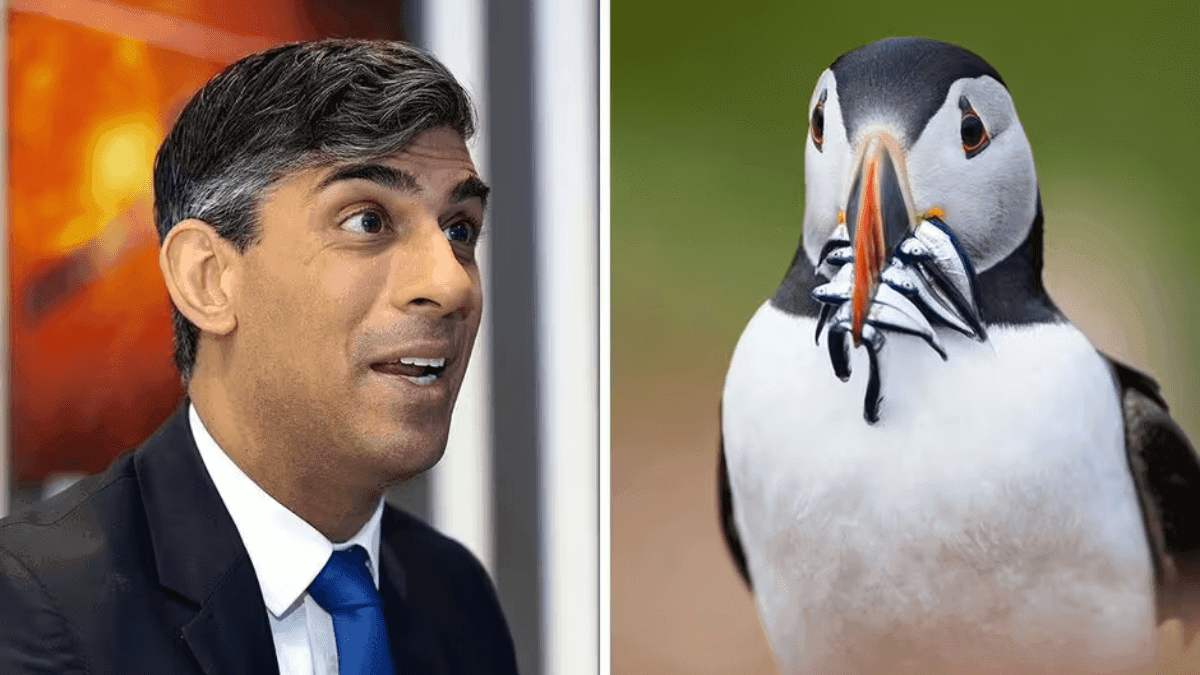 EU Challenges UK Sand Eel Fishing Closures Over Endangered Puffins