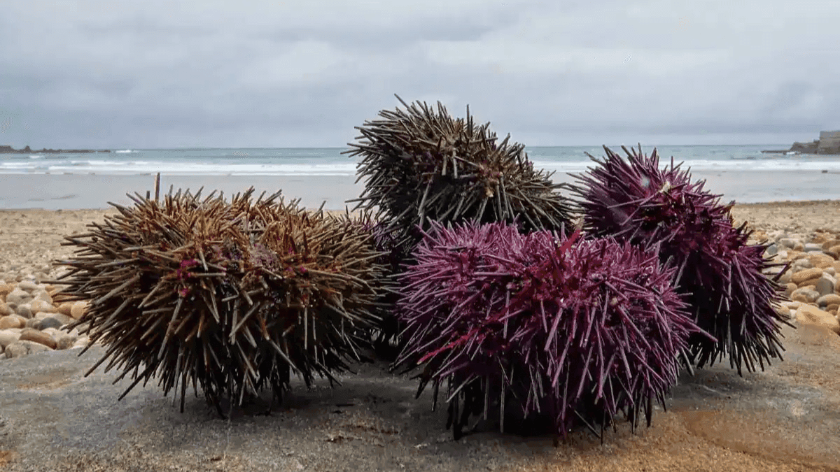 Sea Urchins Provides Natural Solution To Asian Seaweed Invasion