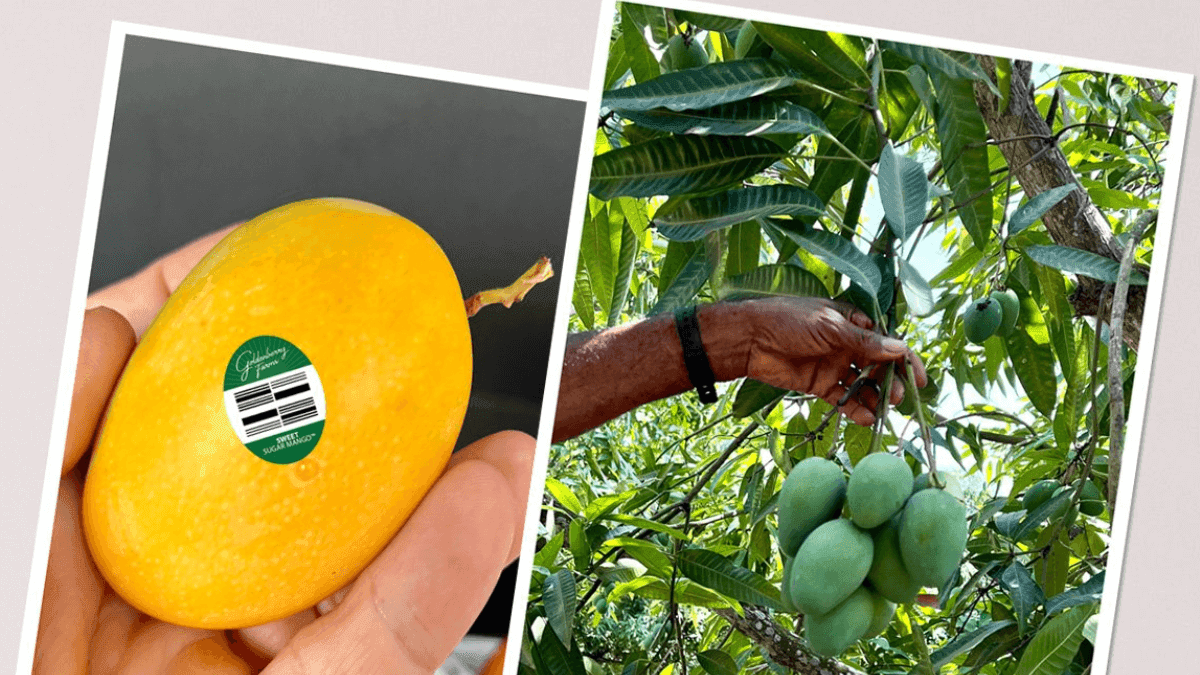 Goldenberry Farms Takes Legal Action Against Sugar Mango Trademark Infringement