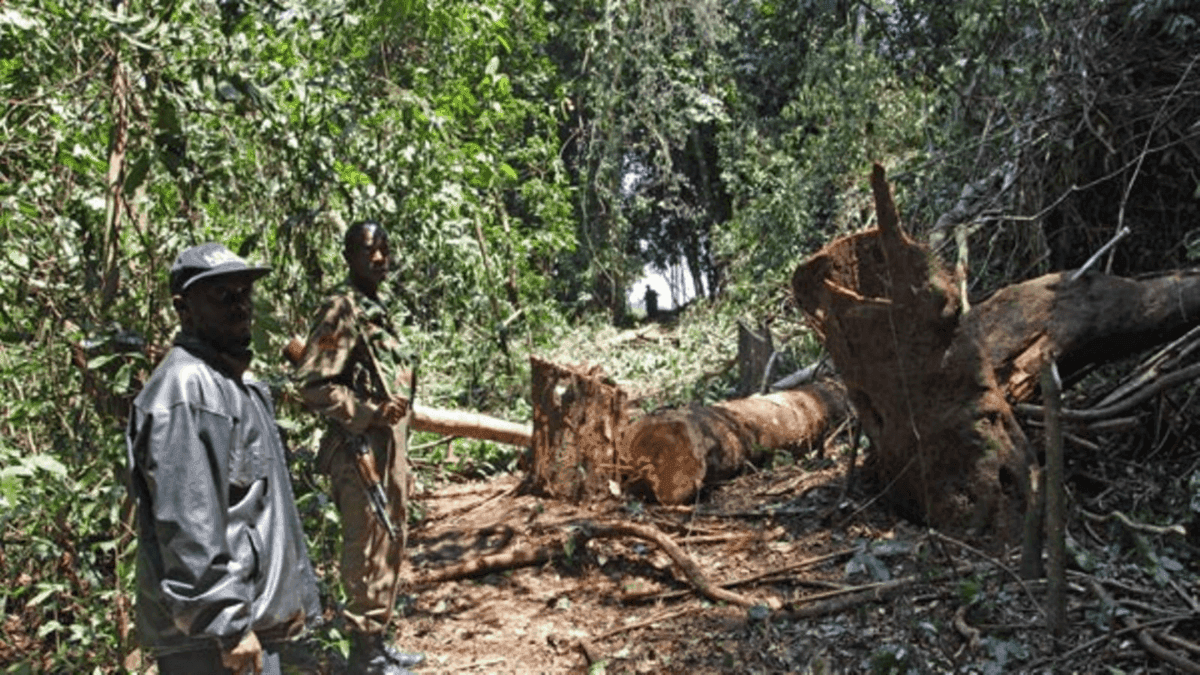 EU-FAO Alliance Injects €15 Million To Revitalise Uganda’s Forestry Industry