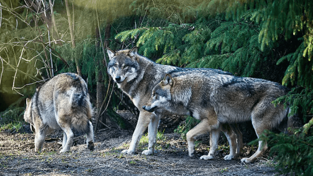 Sharp Increase In Wolf Population Sparks Political Strife Across Europe
