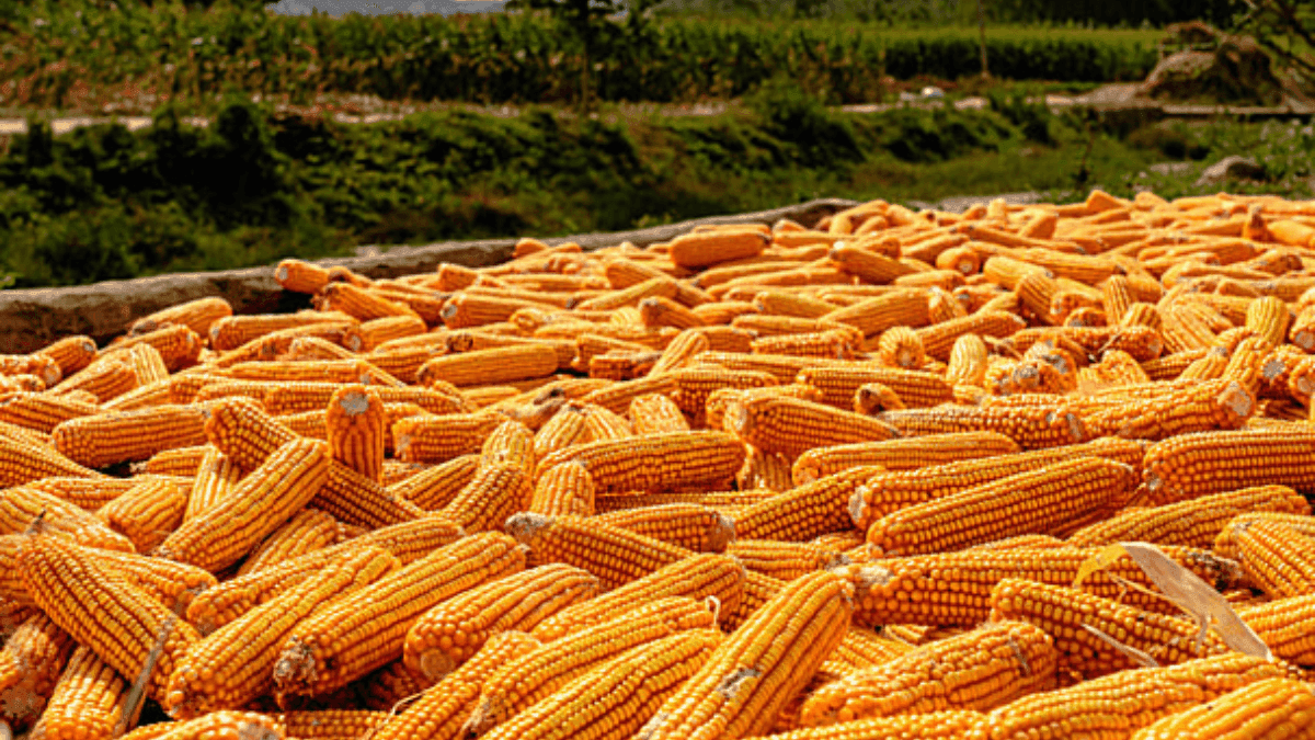 US Corn Prices Expected To Plummet To $3 Range