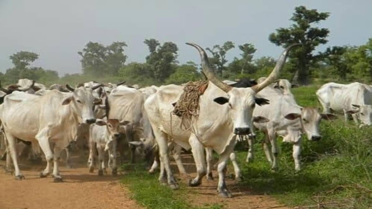 Enugu Professionals Oppose Ranches, Advocate For Reviving Rice Production