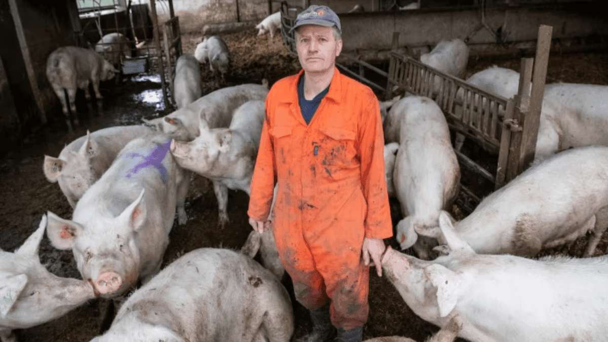 Water-Hungry Pig Farms Drain Catalonia As Water Crisis Deepens