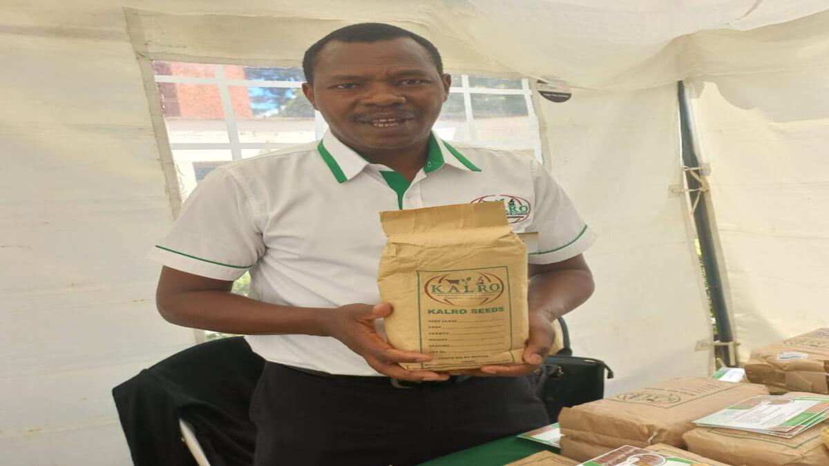Kenyan Farmers Gain Access To Armyworm-Resistant Maize Seeds After Years of Losses